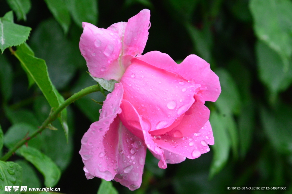 雨露月季花