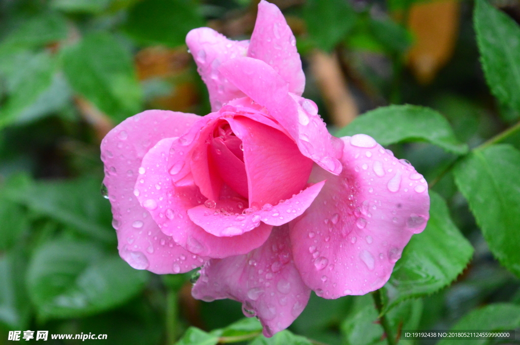 雨露月季花