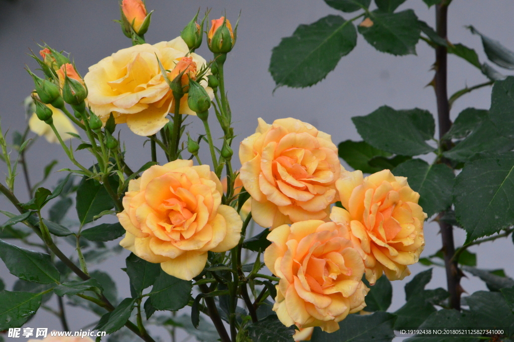 月季花