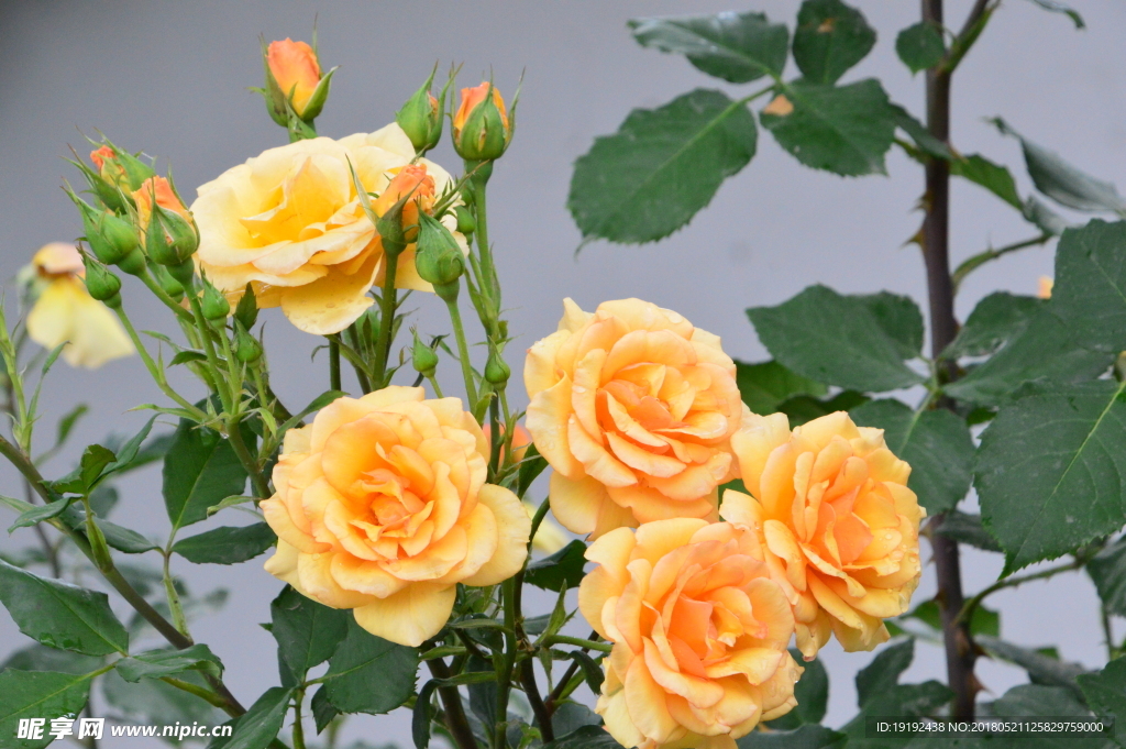 月季花