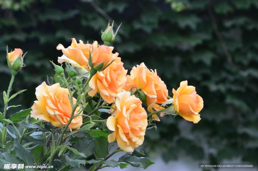 月季花