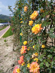 黄色月季花