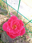 红月季花