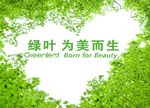 绿叶