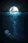 水母