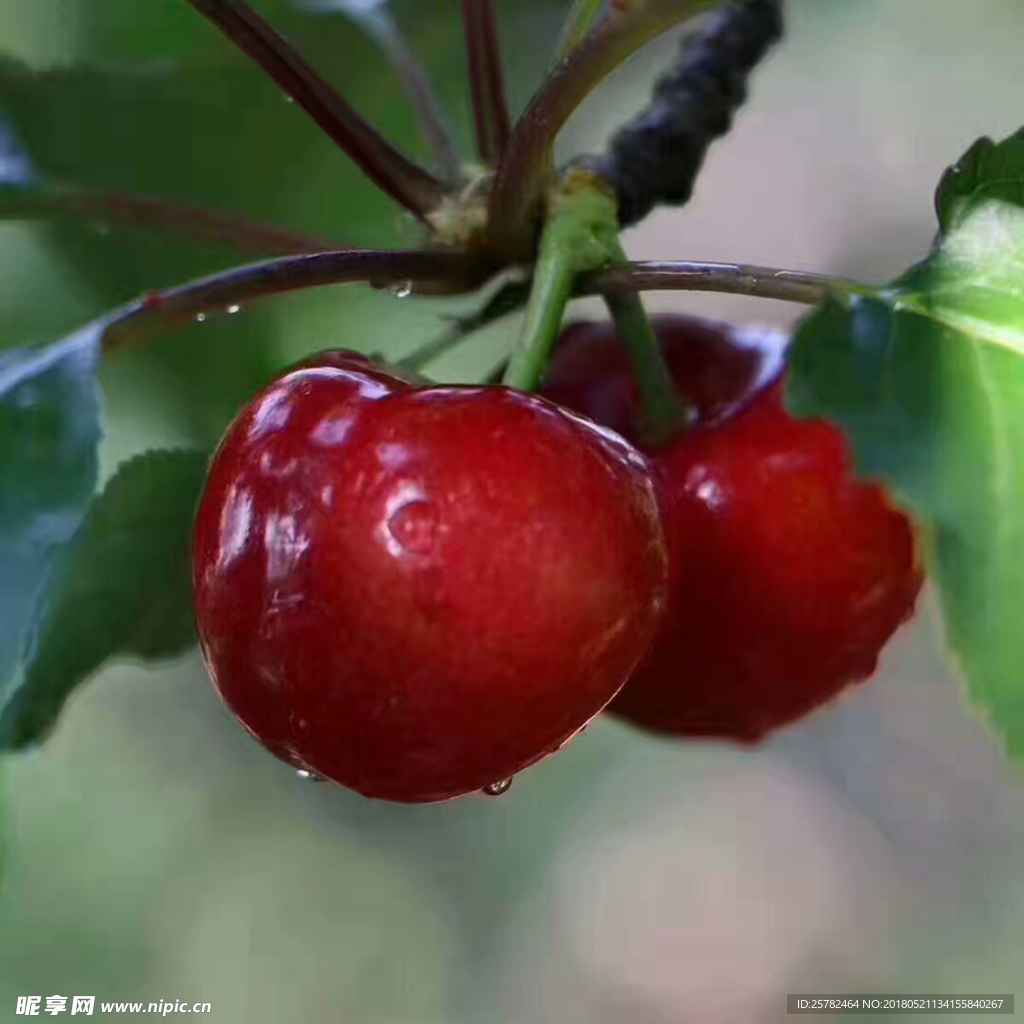 樱桃