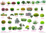 各种素材花  灌木