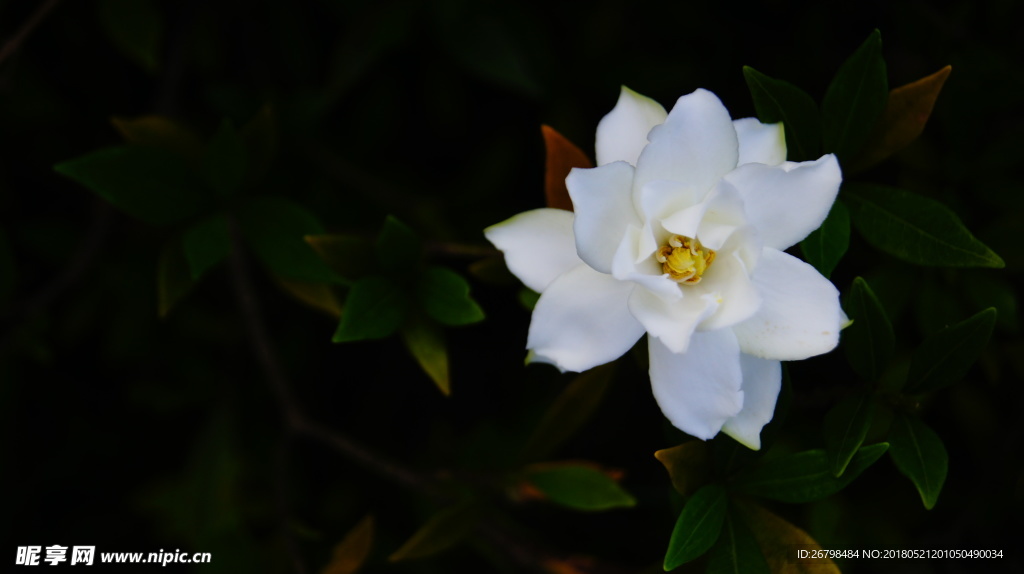 栀子花