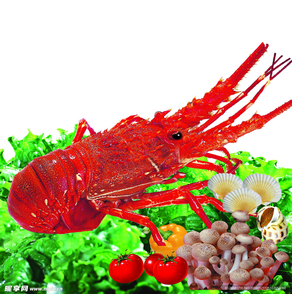澳洲龙虾