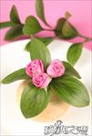 玫瑰 玫瑰花 玫瑰花苞 红玫瑰