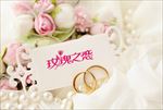 玫瑰 玫瑰花 玫瑰花苞 红玫瑰