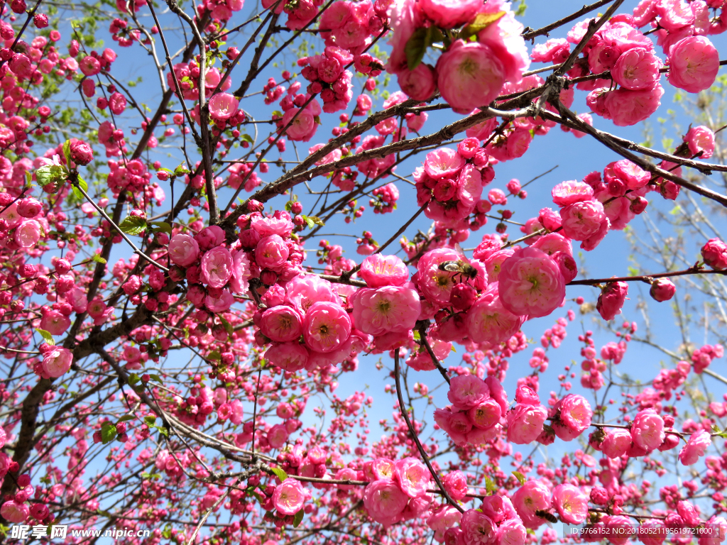 梅花榆叶梅