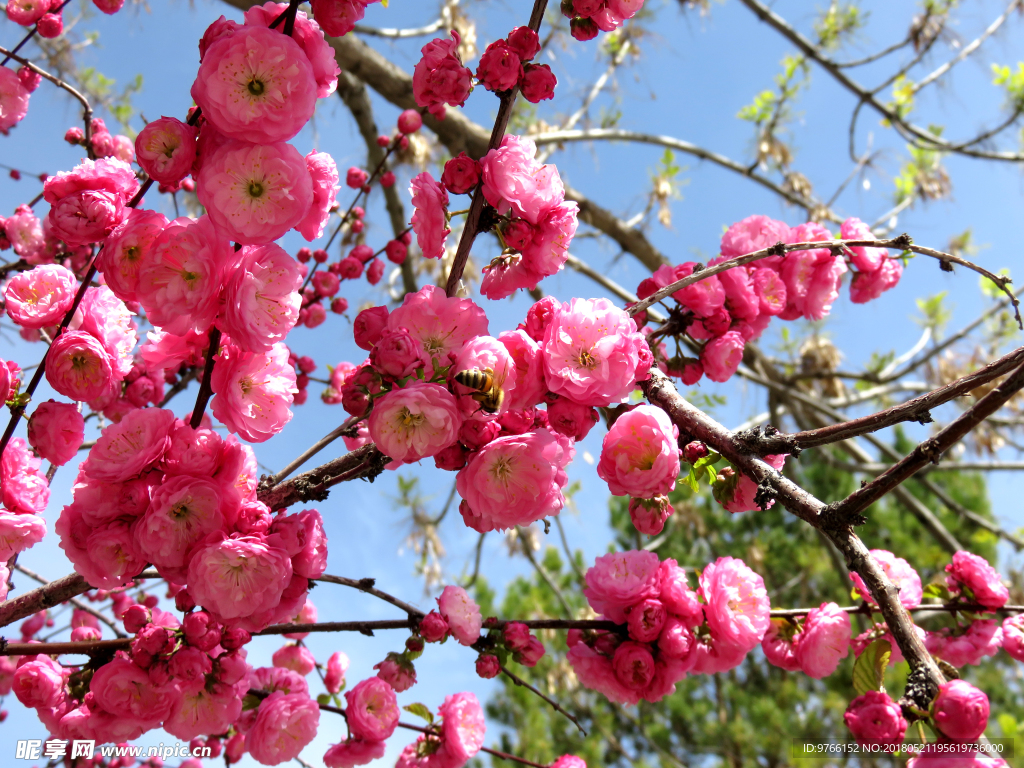 榆叶梅花枝