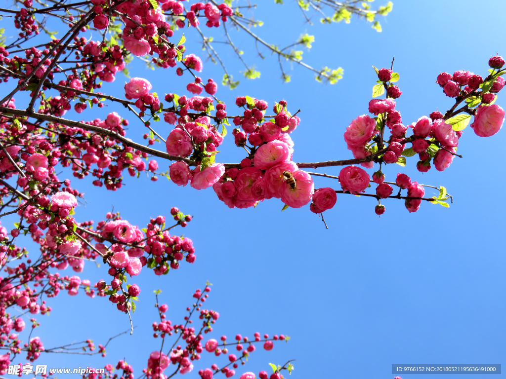 梅花