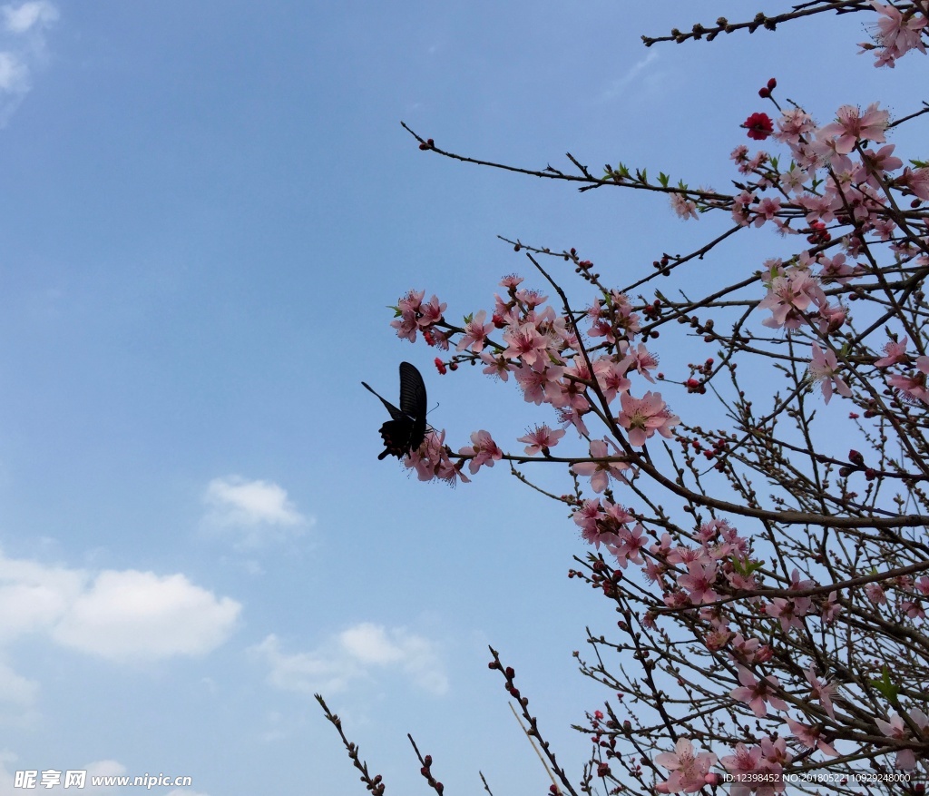 花蝶