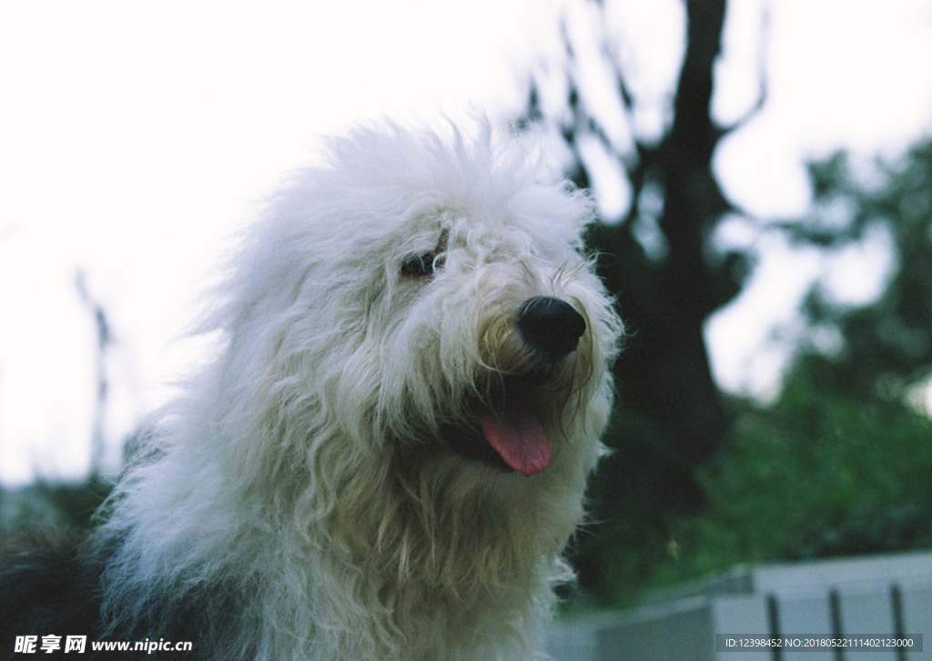 狗狗