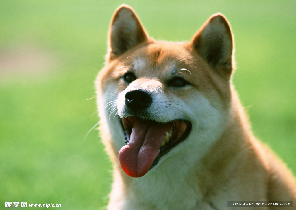 狗狗