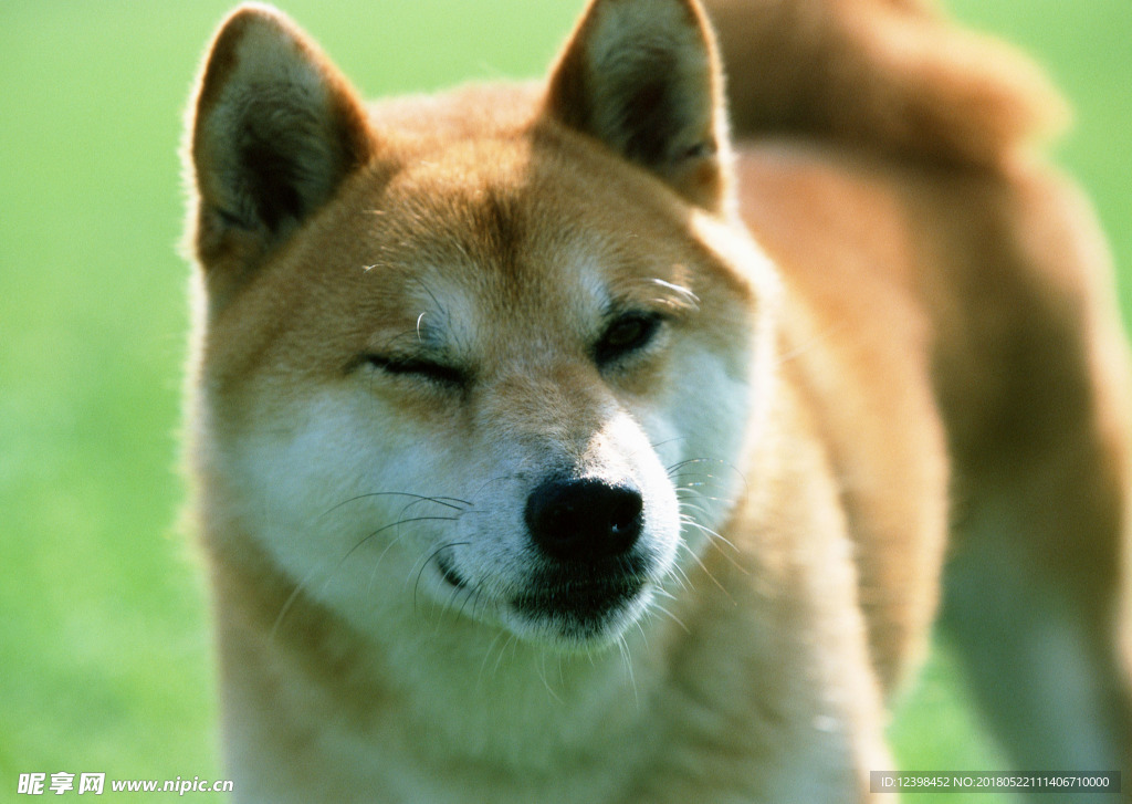 狗狗