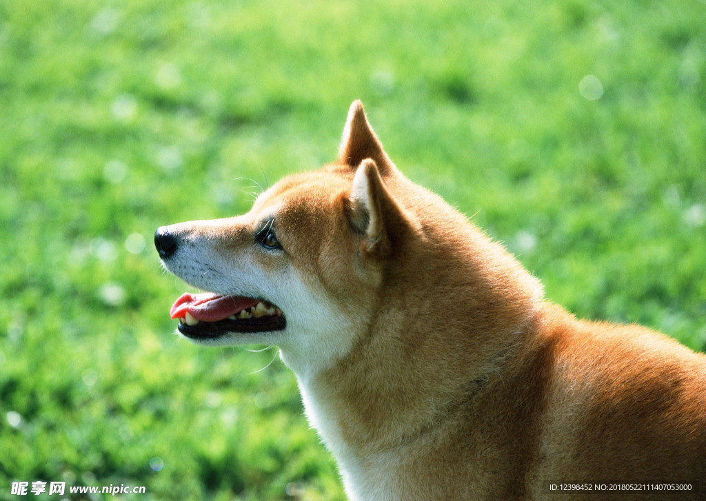 狗狗