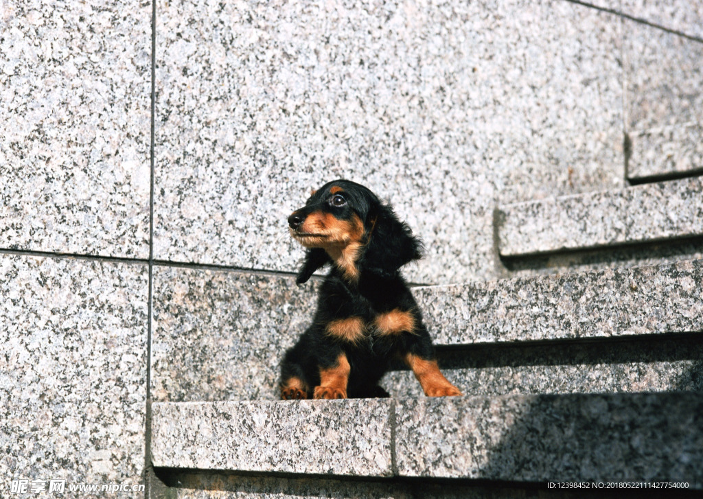 狗狗