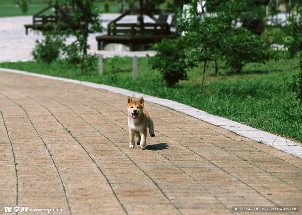 狗狗