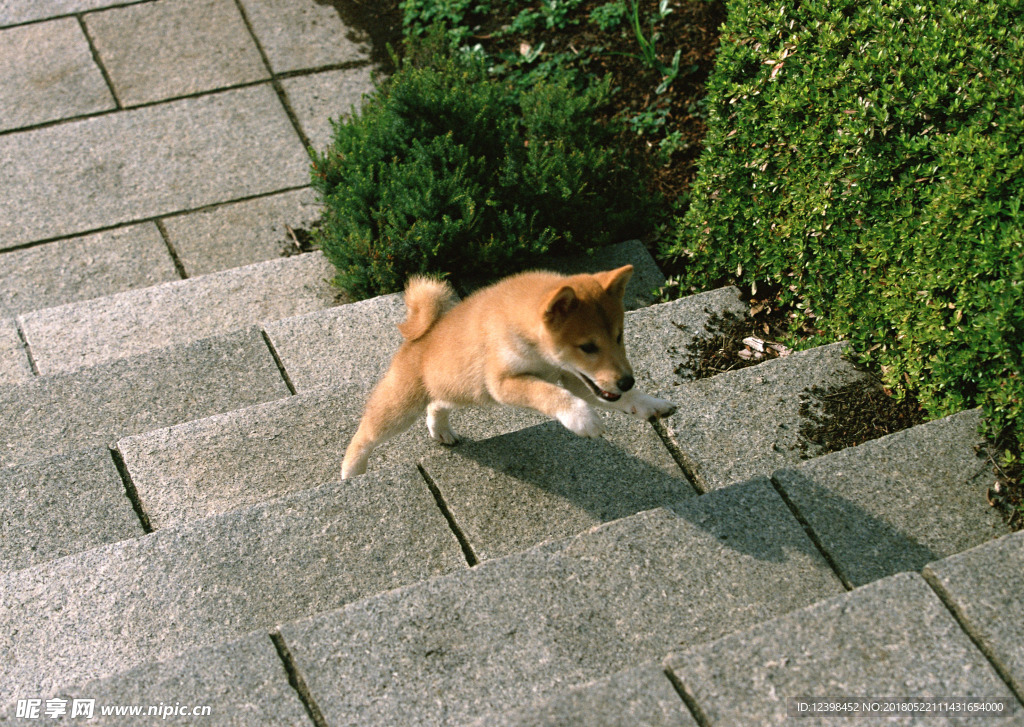 狗狗