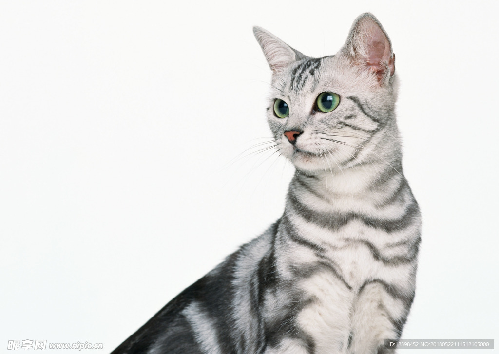 猫咪