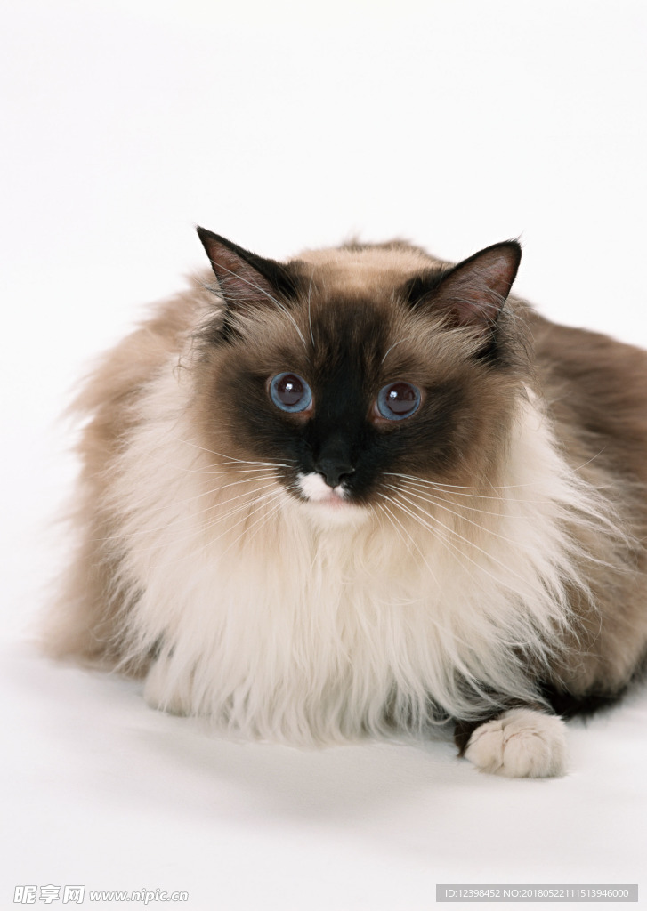 猫咪