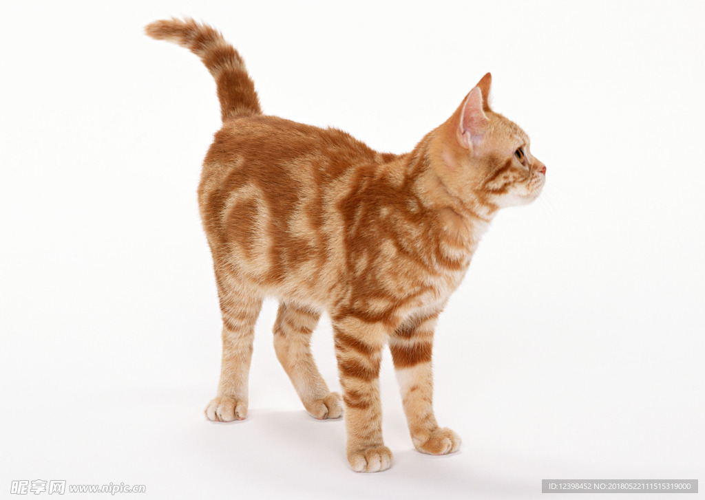 猫咪