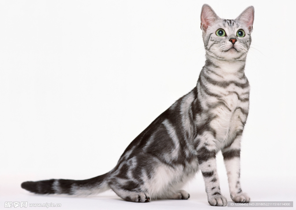 猫咪