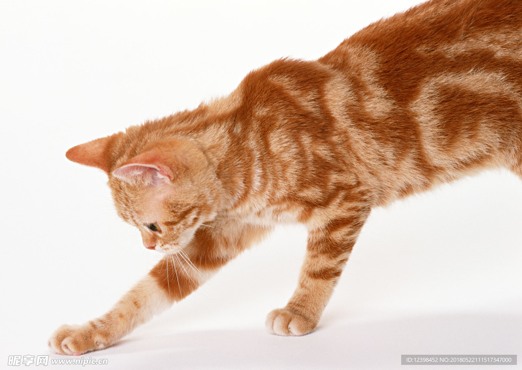 猫咪
