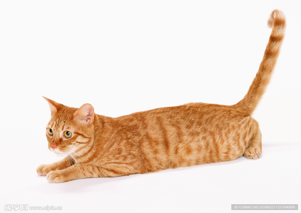 猫咪