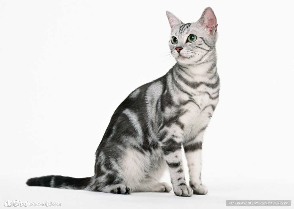 猫咪