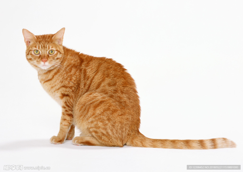 猫咪