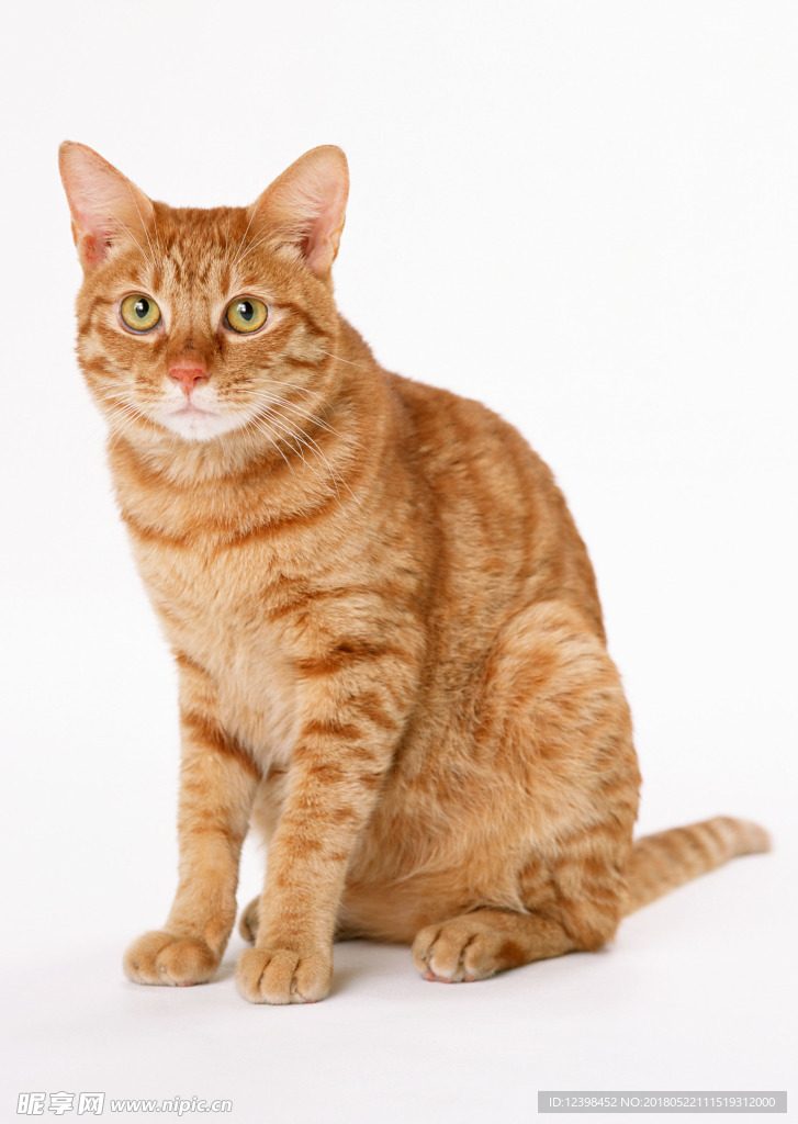 猫咪