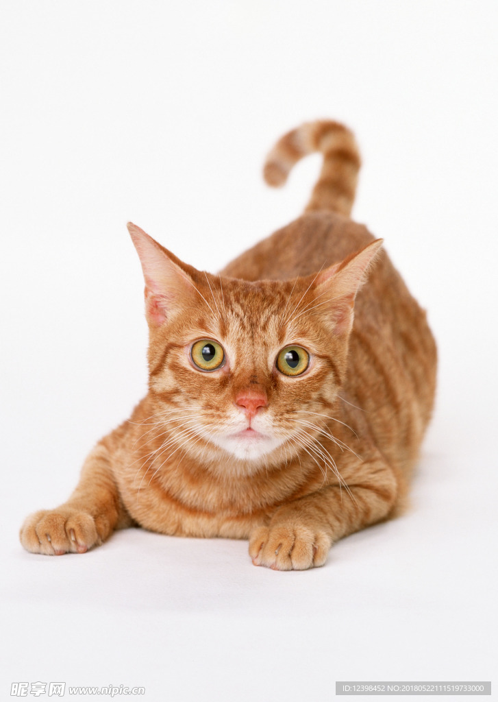 猫咪