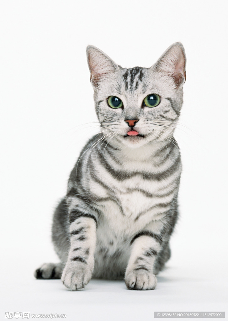 猫咪