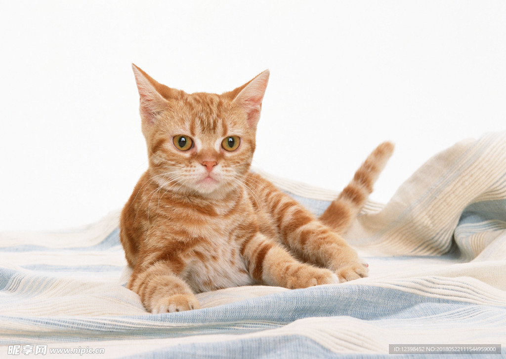 猫咪