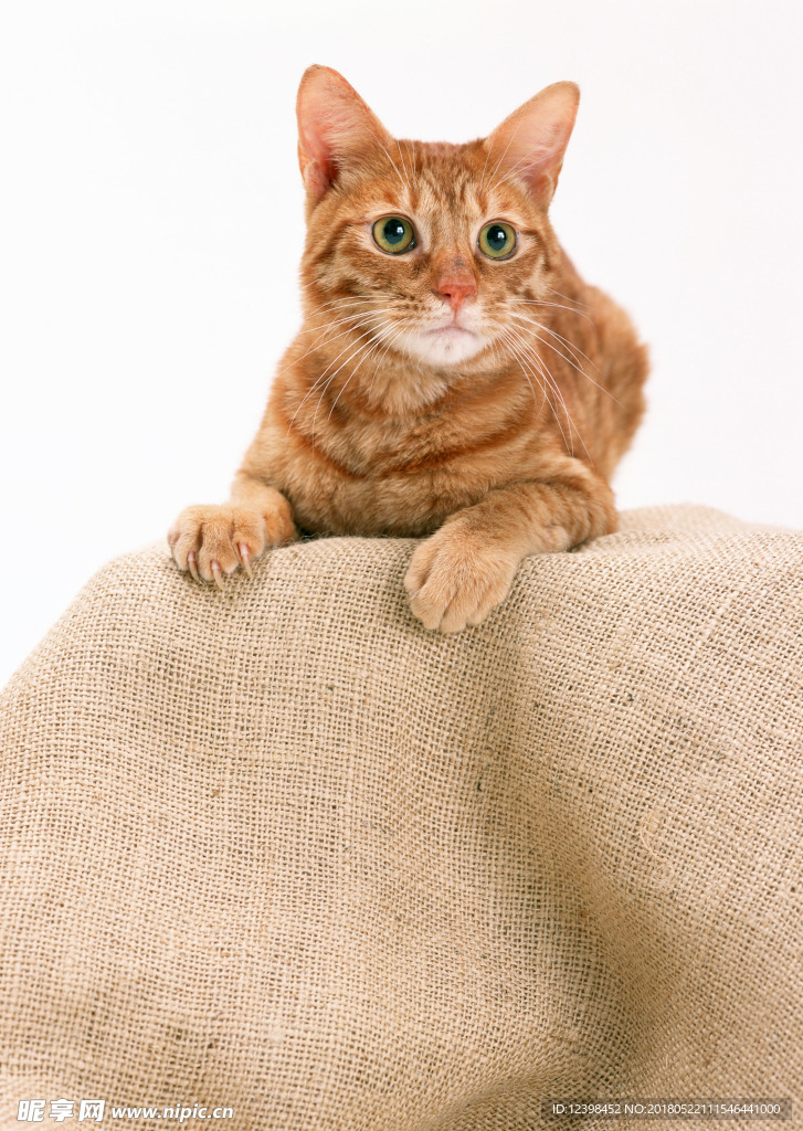 猫咪