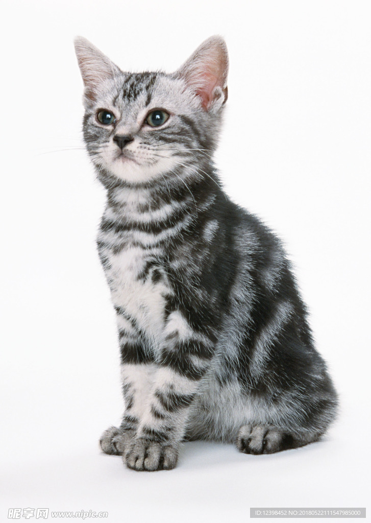 猫咪