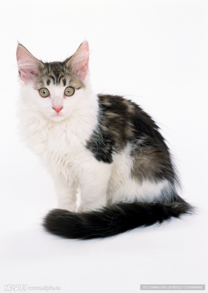 猫咪