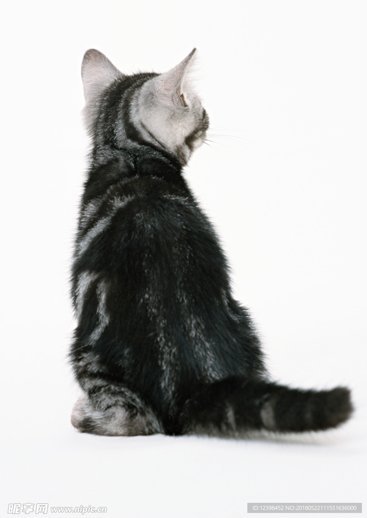 猫咪