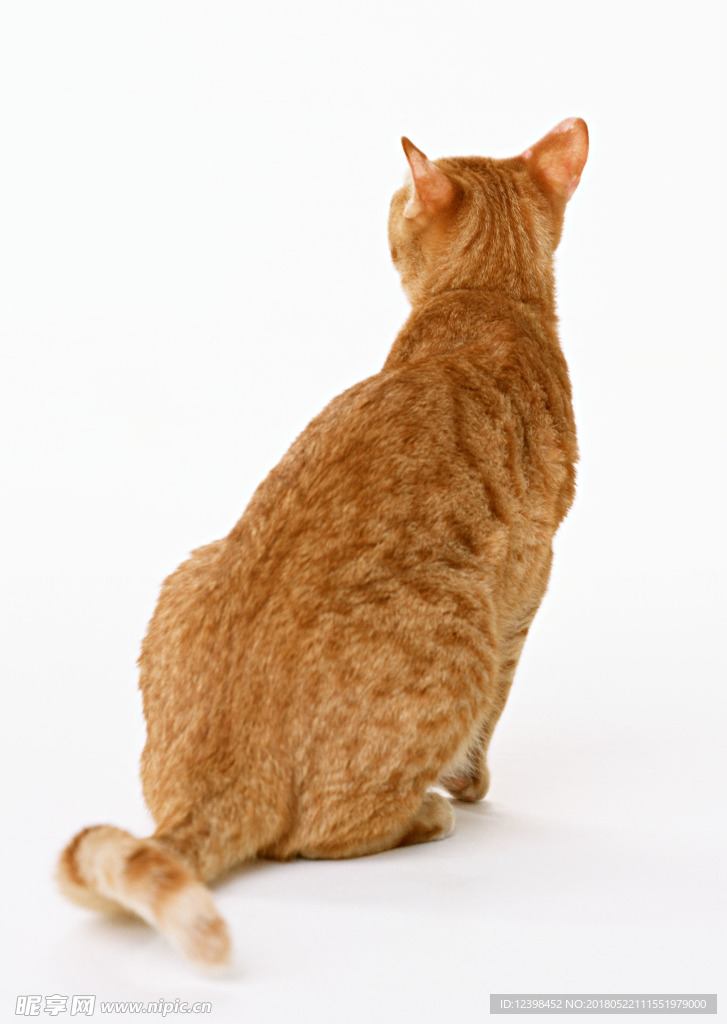 猫咪
