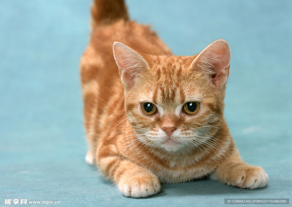猫咪