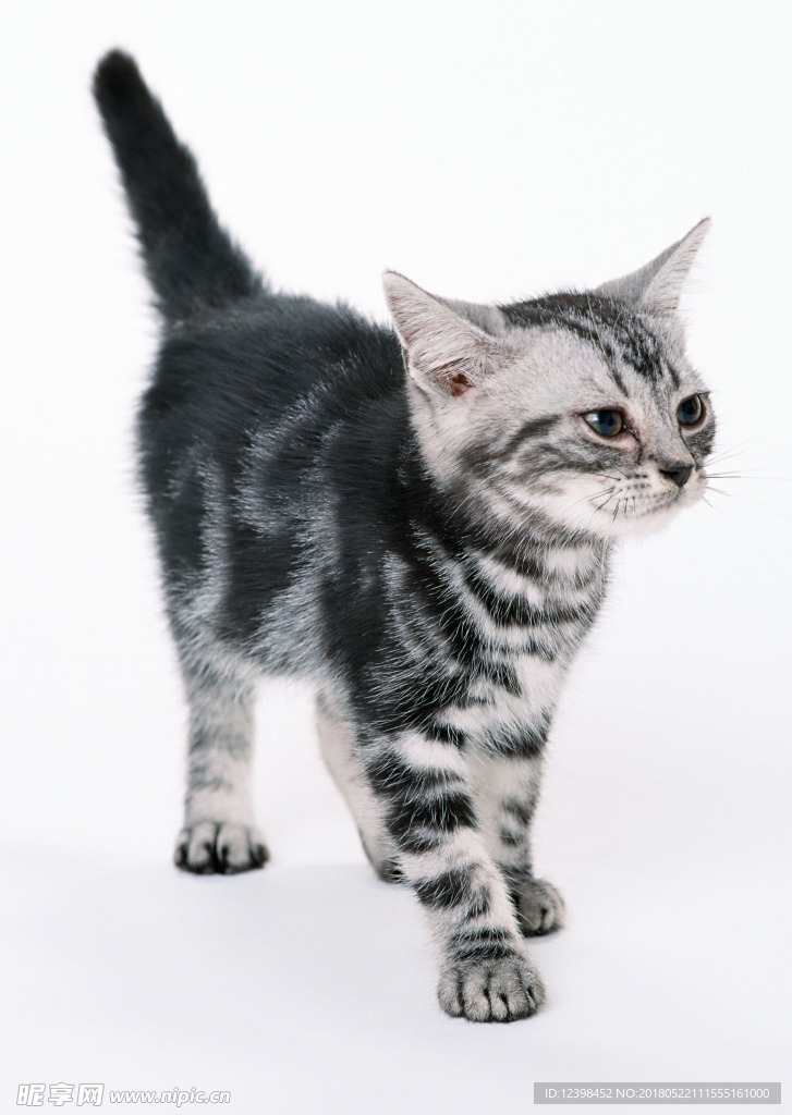 小猫
