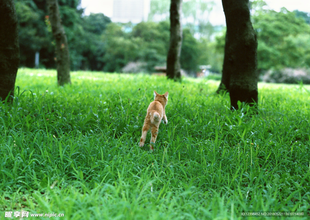 猫咪