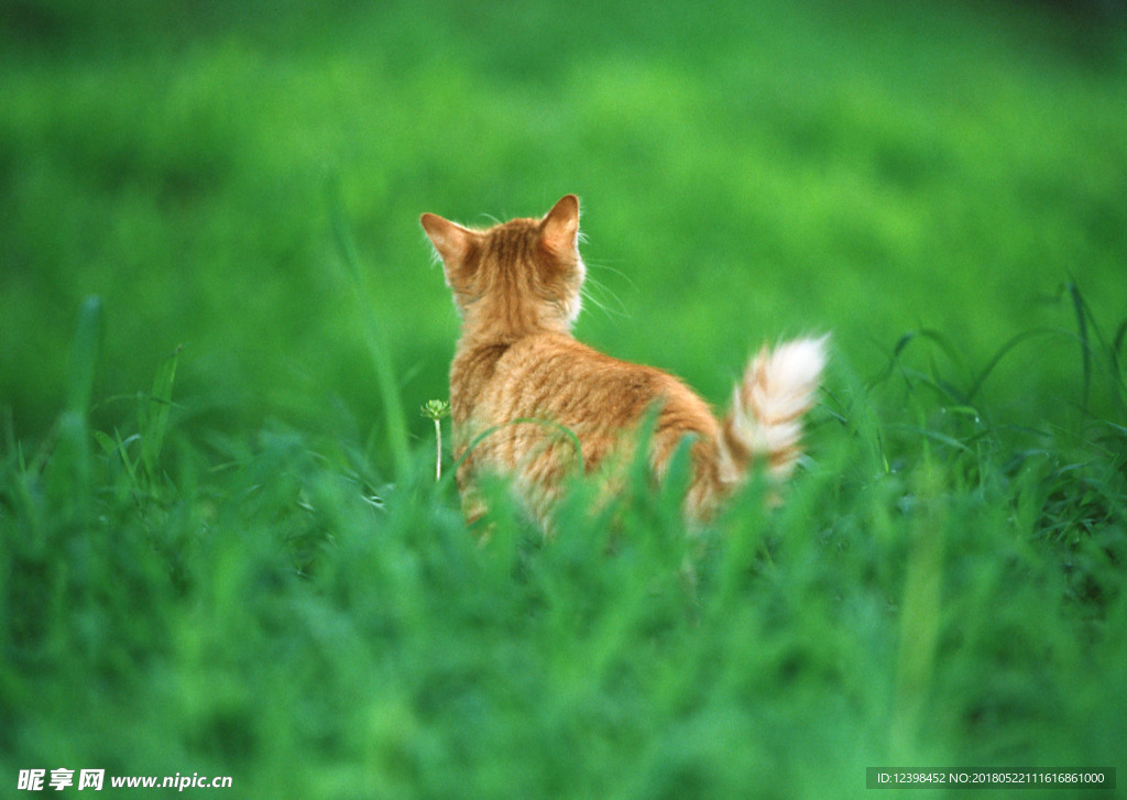 猫咪