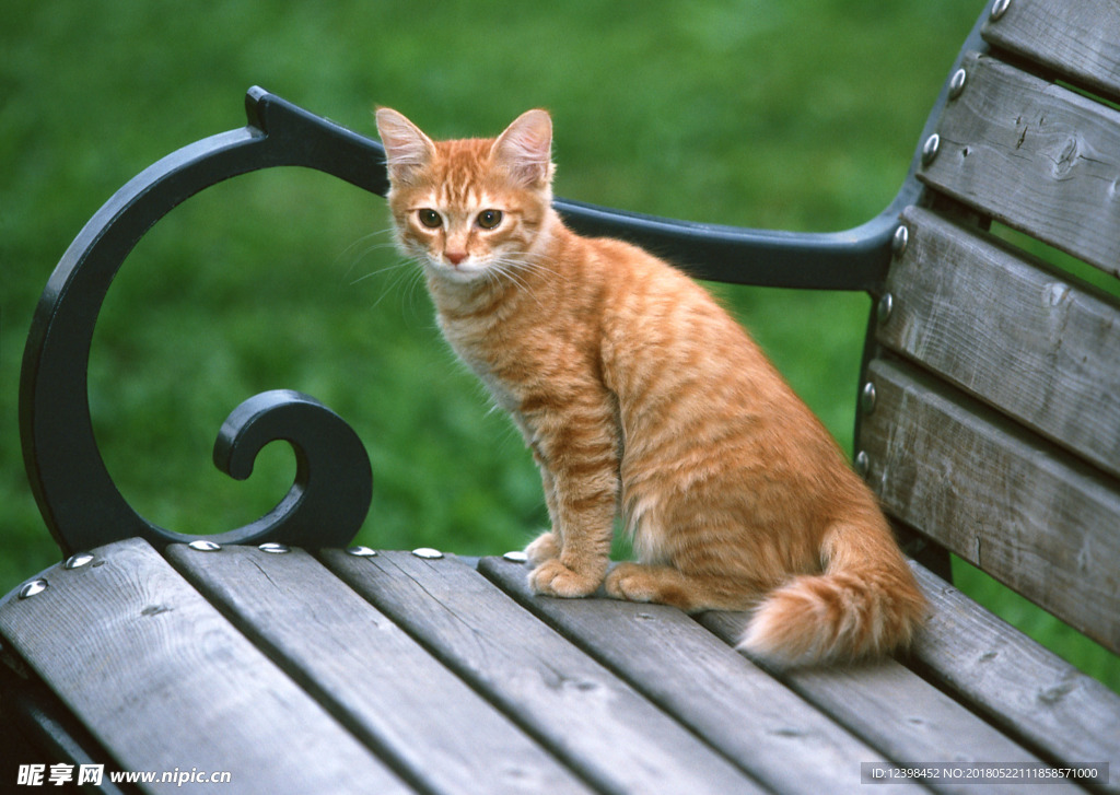 猫咪