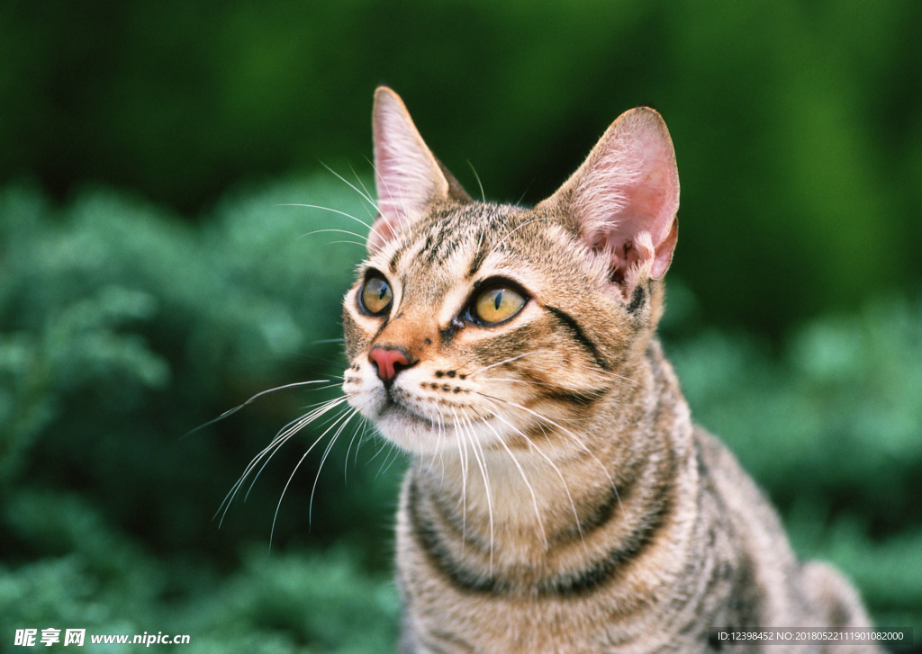 猫咪