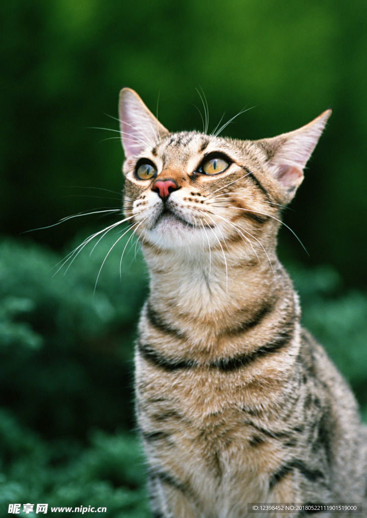 猫咪